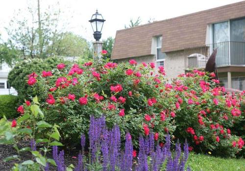 Garden with pink and purple flowers outside of 450 Green apartments for rent in Norristown, PA